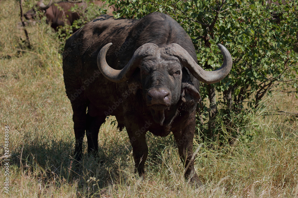 Kaffernbüffel / African buffalo / Syncerus caffer Kaffernbüffel / African buffalo / Syncerus caffer