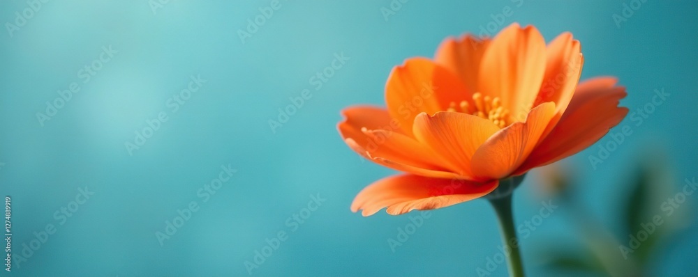 Soft petals of warm orange flower against blue background, floral, warm Soft petals of warm orange flower against blue background, floral, warm