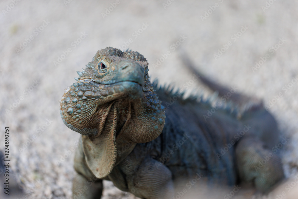 Obraz premium Blue iguana - endangered species, endemic to Grand Cayman, roaming the gardens