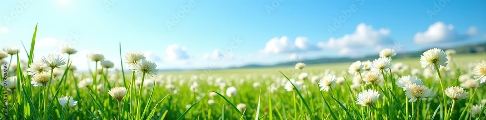 Field of lush garlic chives in bloom under clear blue sky, field, blue sky Field of lush garlic chives in bloom under clear blue sky, field, blue sky