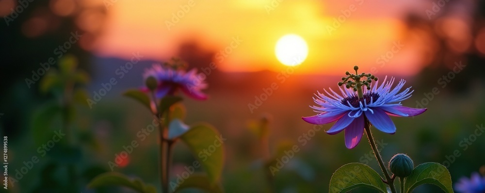 Obraz premium Blue passionflower against a warm sunset background, natural, flowers, foliage