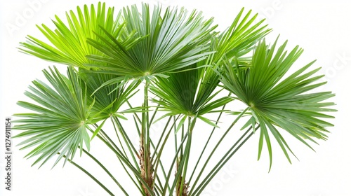 Lush green palm leaves against white.  Tropical plant foliage. Nature background