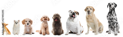 Canvas Print Adorable dogs of different sizes in row on white background, from smallest to la