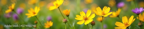 Yellow and purple flowers swaying in the breeze, field, blossom, garden