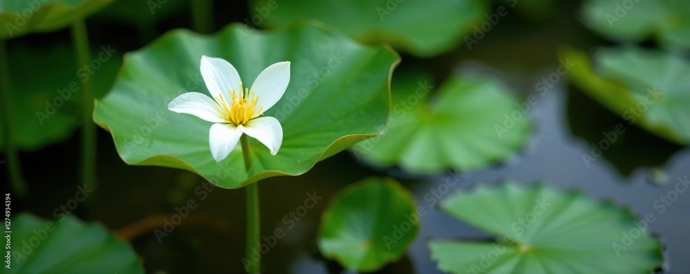 Large water caltrop Trapa sp aquatic plant with five-petaled white flowers on a green stem, botany, trapa sp, waterbody Large water caltrop Trapa sp aquatic plant with five-petaled white flowers on a green stem, botany, trapa sp, waterbody