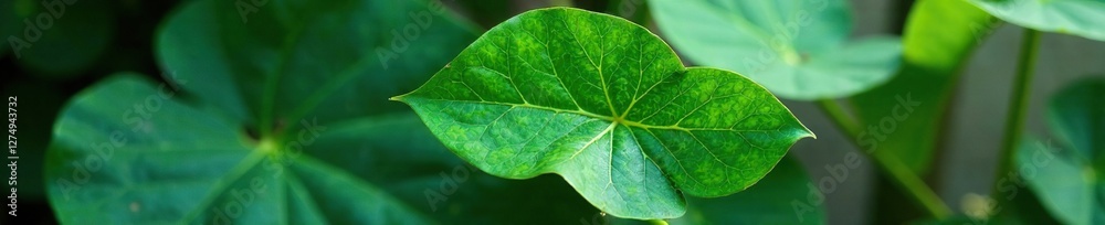 Single monstera leaf with a unique shape and size, shape, leaf Single monstera leaf with a unique shape and size, shape, leaf