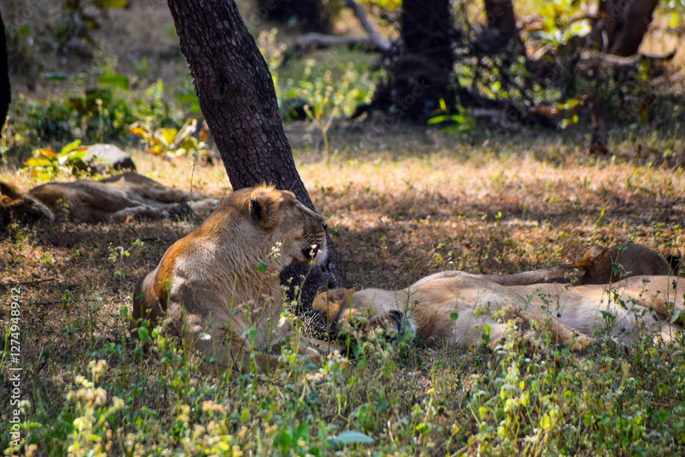 Lion resting in a grassland in jungle Lion resting in a grassland in jungle