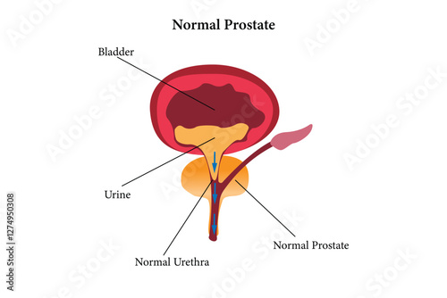 illustration of normal prostate. medical illustration eps 10