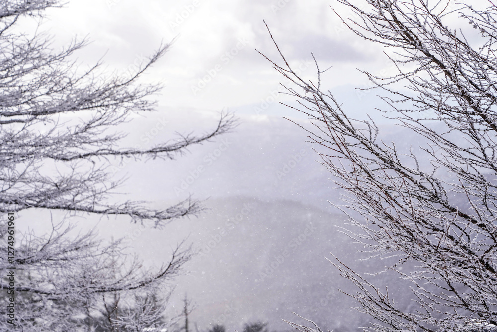樹氷と冬の空が織りなす幻想的な風景