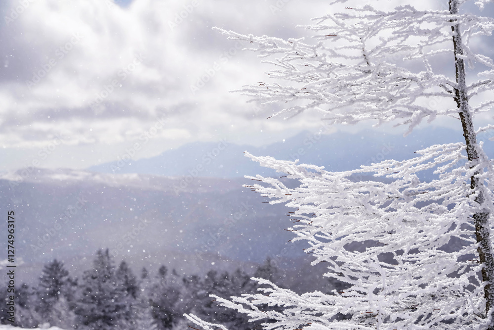 樹氷と冬の空が織りなす幻想的な風景