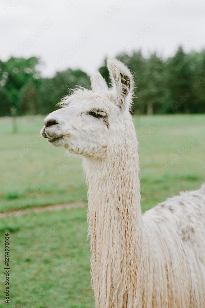 Obraz premium Fluffy white llama stands gracefully in a lush green field during a cloudy afternoon