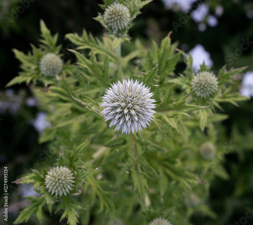 Thistle flowers in the field. Closeup view of Echinops ritro, known as globe thistle, green foliage and light purple flowers blooming in the garden photo