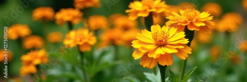 Bright orange marigold flowers blooming in a garden bed, gardenlife, gardenflowers photo