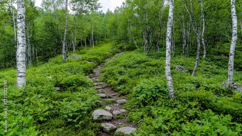 Forest path winding through lush green undergrowth photo