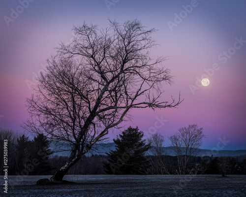 Twilight Serenity – Bare Tree Silhouette Against a Pastel Sky with Full Moon
