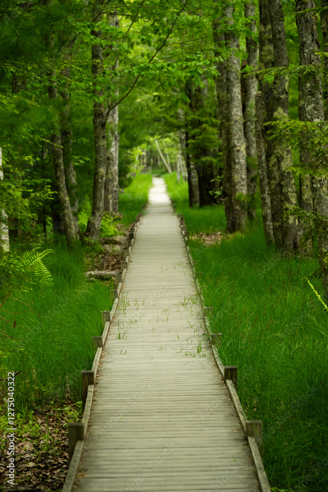 Obraz premium Jesup Path Disappears into Forest in Acadia