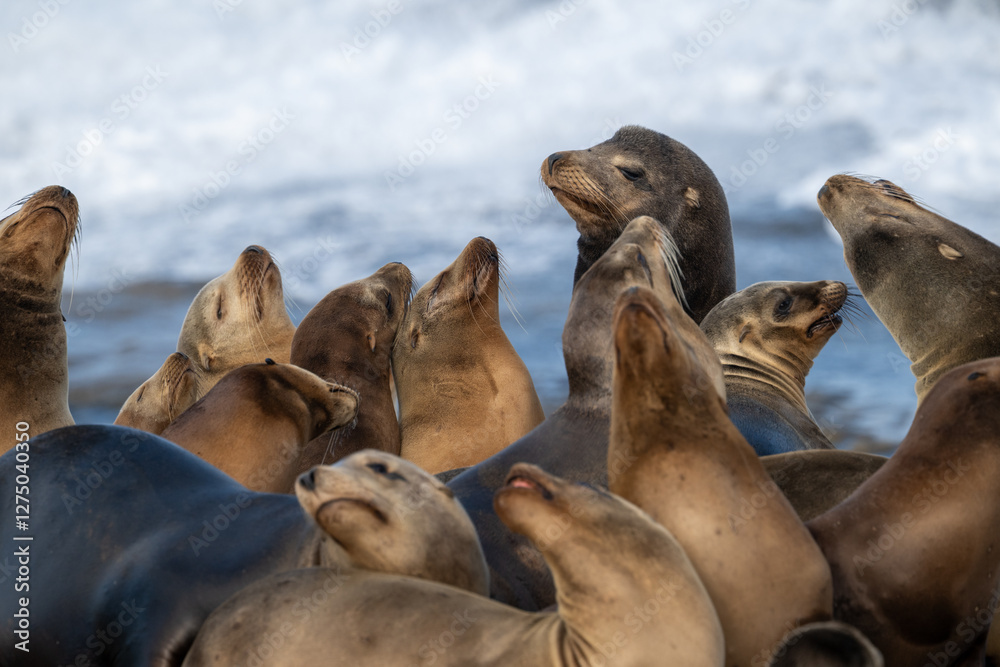 Fototapeta premium Large Maie Sea Lion Rises Above Surrounding Females