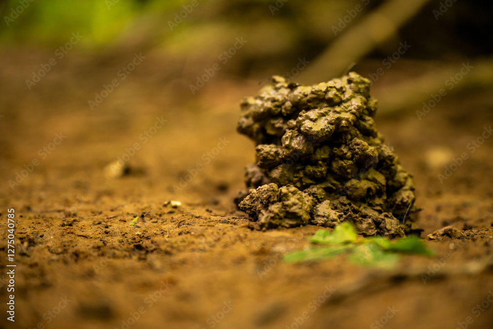 Obraz premium Mud Pile Marks The Entrance To Tunnel Along Trail