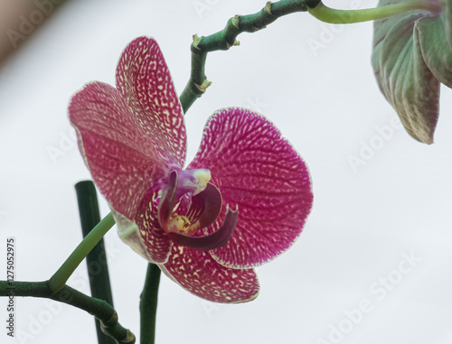 Red Phalaenopsis Orchid Close Up in Greenhouse photo