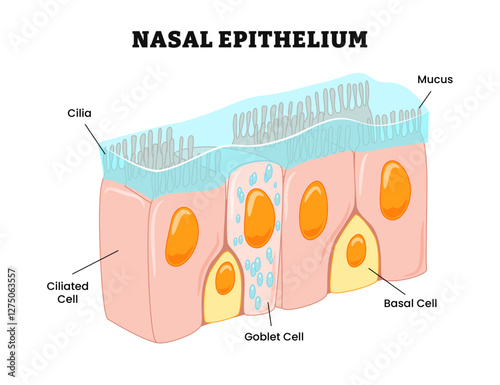 Nasal Epithelium structure anatomy, labeled with cilia, mucus, ciliated cell, goblet cell, basal cell. Human tissue nasal cavity, immune response to nasal diseases, diagram biology education.