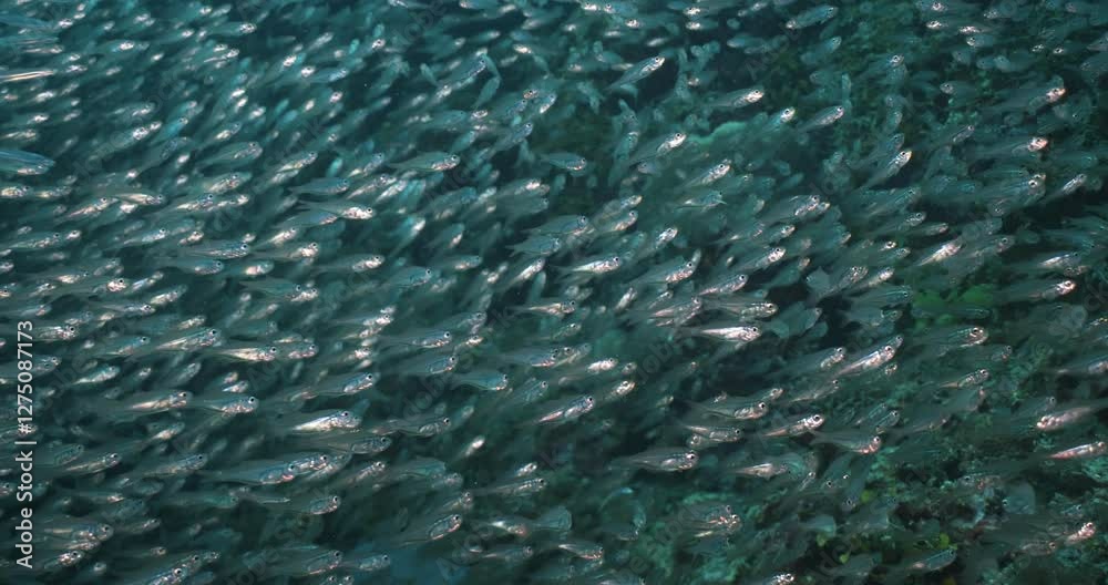 Fish Underwater Great Barrier Reef Coral Sea Australia diving tropical blue ocean Fish Underwater Great Barrier Reef Coral Sea Australia diving tropical blue ocean
