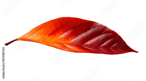 A vibrant red leaf displaying stunning autumn colors and intricate vein patterns.