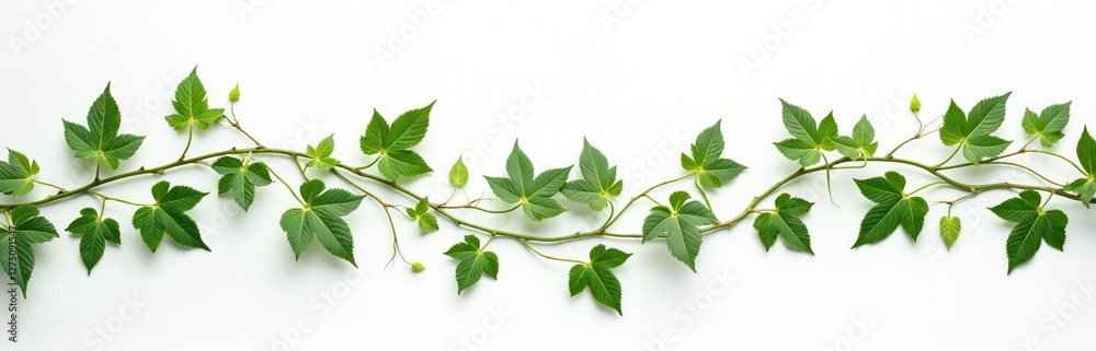 Fototapeta premium Green vine with leaves isolated on white background. Ornamental hanging plant. Cut-out climber branch. Summer tropical fresh ivy. Decorative natural climbing tree foliage. Rainforest botany green