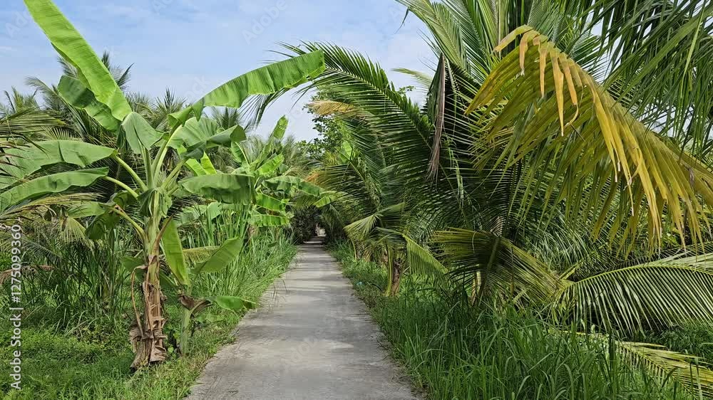 A tranquil, narrow rural path lined with lush green banana and palm trees in the Mekong Delta, Vietnam. A tranquil, narrow rural path lined with lush green banana and palm trees in the Mekong Delta, Vietnam.