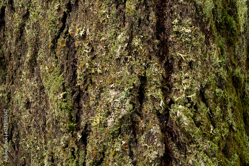 bark of a tree