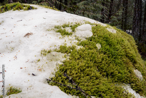 moss on the rocks