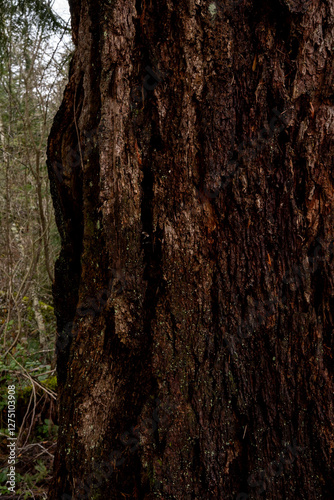 bark of a tree