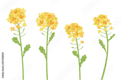 菜の花の水彩風ベクターイラスト
