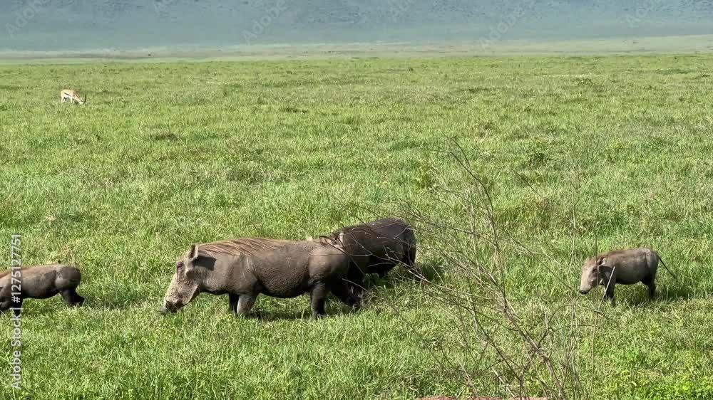Common warthog (Phacochoerus africanus) herd eating in Ngorongoro Crater. Tanzania. Common warthog (Phacochoerus africanus) herd eating in Ngorongoro Crater. Tanzania.