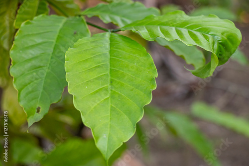 Tableau sur toile Fagus japonica, Japanese blue beech or inubuna dog buna, black buna