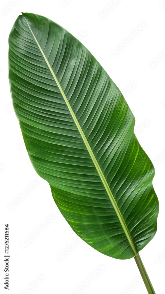 Banana Leaf, Isolated on White Background as Transparent PNG, AI-Generated Banana Leaf, Isolated on White Background as Transparent PNG, AI-Generated