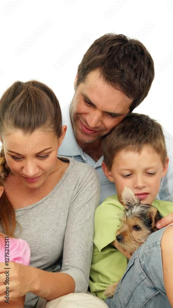 Cute family with a little grey kitten and yorkshire terrier puppy Cute family with a little grey kitten and yorkshire terrier puppy