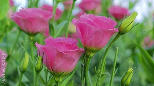 Lisianthus. Pink Texas bluebell flowers. photo