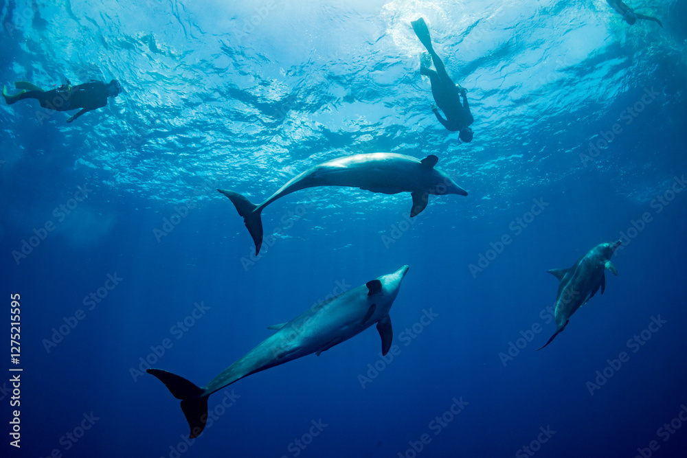 Fototapeta premium ミナミハンドウイルカ 小笠原 東京都