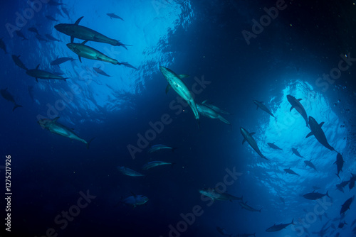 マグロ穴のイソマグロ　小笠原　東京都　