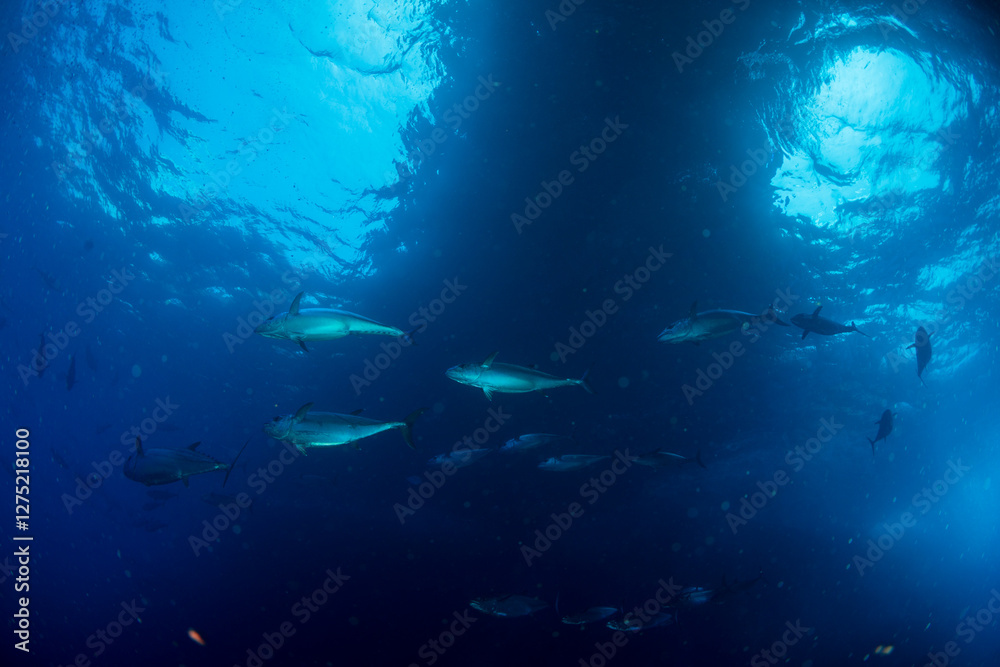 Fototapeta premium マグロ穴のイソマグロ 小笠原 東京都 