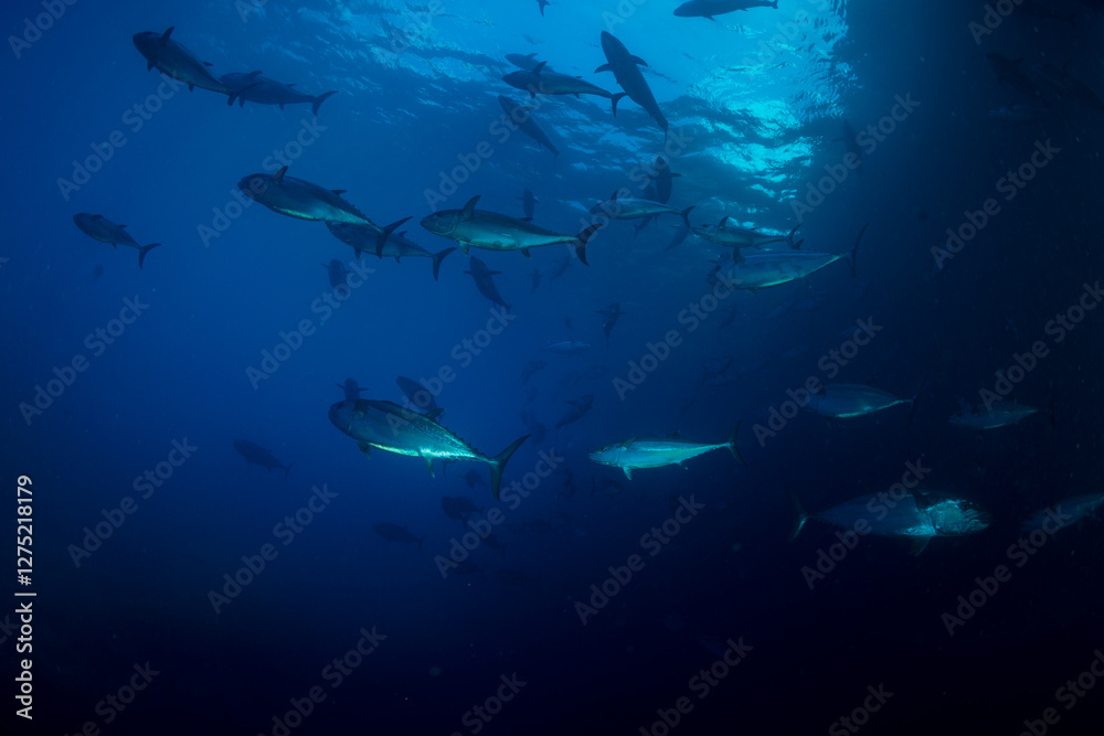 Obraz premium マグロ穴のイソマグロ 小笠原 東京都 