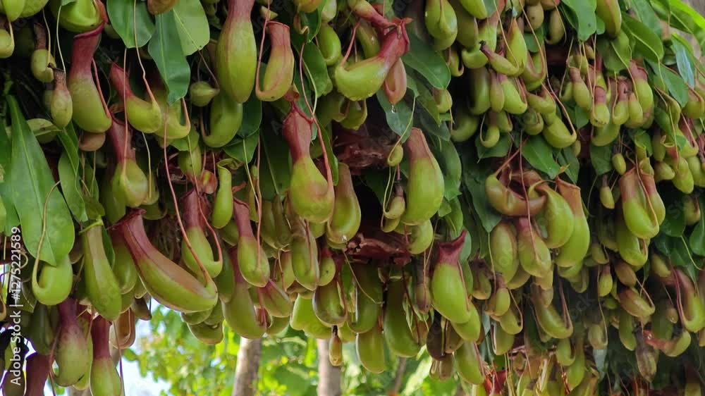 Nepenthes. Natural plant in the rain forest.
