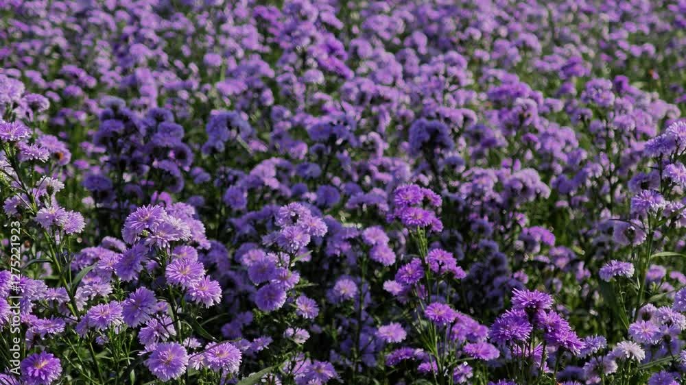 Marguerite daisy with purple petals in flower field. Marguerite daisy with purple petals in flower field.