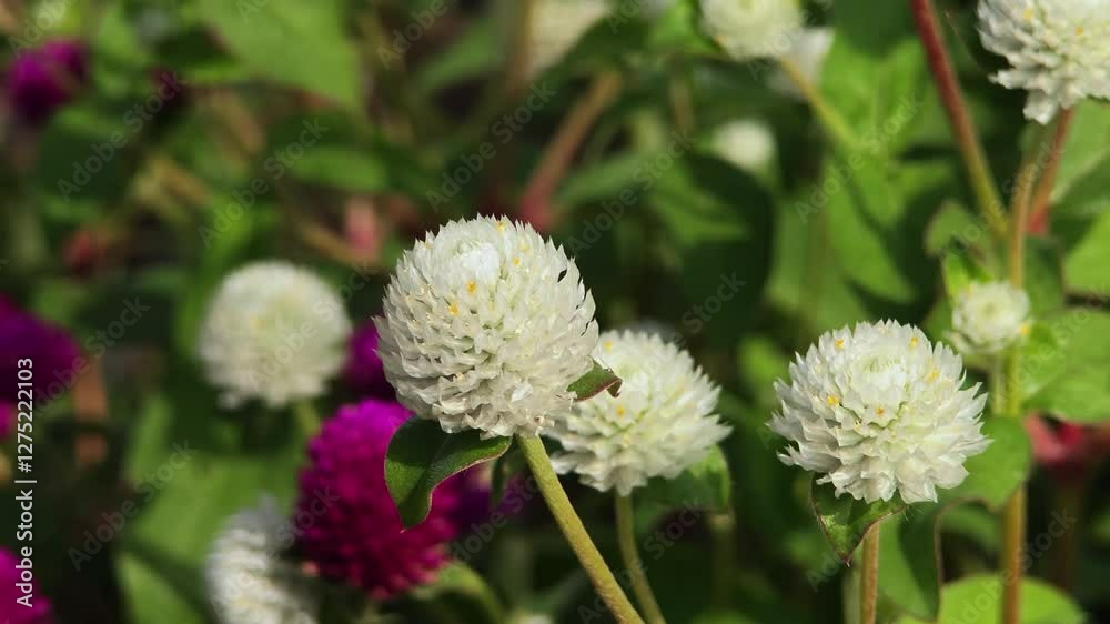 A vibrant cluster of blooming purple globe amaranth flowers. A vibrant cluster of blooming purple globe amaranth flowers.