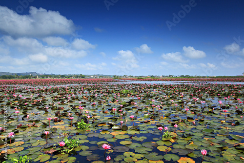 Red Lotus Festival and watching migratory water birds in Thale Noi Non-Hunting Area in Songkhla Lake, Phatthalung Province, Thailand  photo