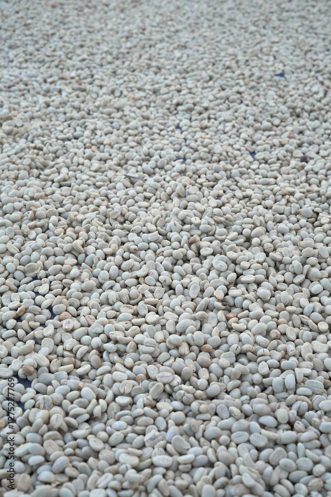 Coffee beans are dried in the sun. Coffee beans are dried in the sun.