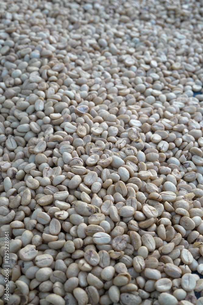 Coffee beans are dried in the sun. Coffee beans are dried in the sun.