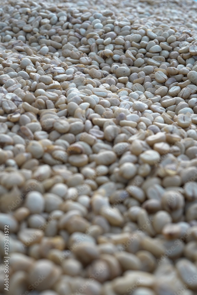 Obraz premium Coffee beans are dried in the sun.