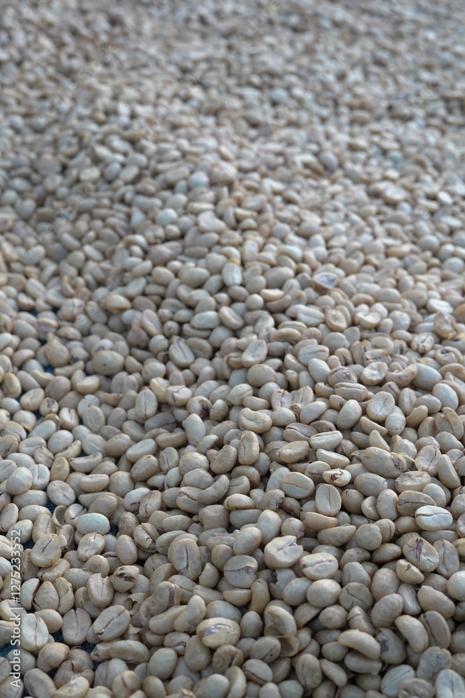 Coffee beans are dried in the sun. Coffee beans are dried in the sun.