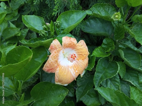 China Rose,  Hibiscus, a flower from the mallow family, Malvaceae. photo